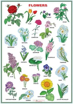 Animals at the zoo /Flowers (DUO)