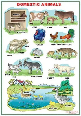 Domestic Animals / Wild animals (DUO)