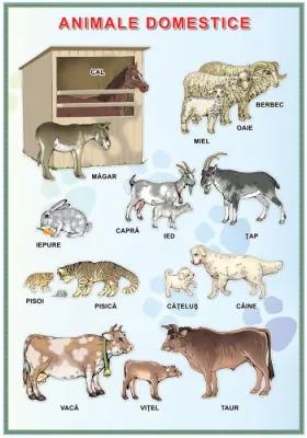 Planșă. Animale domestice