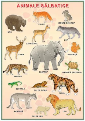 Planșă. Animale sălbatice