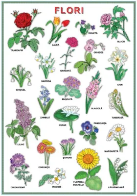 Plansa. Flori