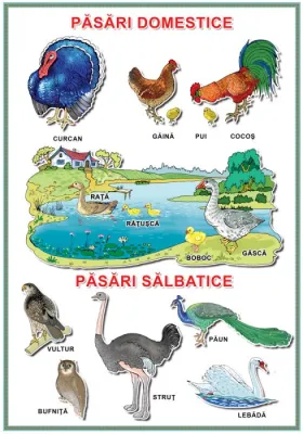 Planșă. Păsări domestice. Pasari sălbatice