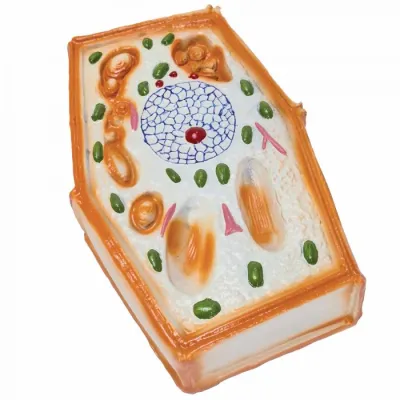 Celula vegetala (model mic)
