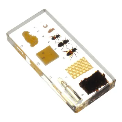 Ciclul de viață al albinei (plexiglas)