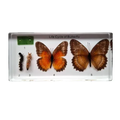 Fluture. Ciclul de viață (plexiglas) (Q)