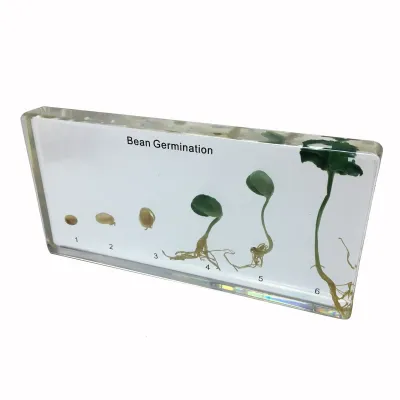 Model - Germinatia fasolei