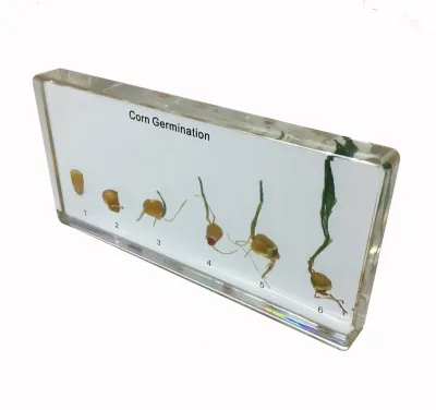 Model - Germinatia porumbului 
