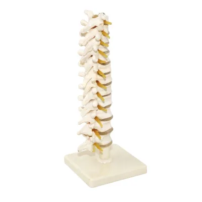 Model COLOANA VERTEBRALA TORACICA (Q)