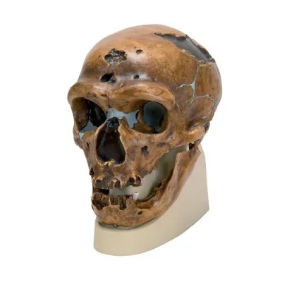MODEL CRANIU PREMIUM OMUL DIN NEANDERTHAL(CT)
