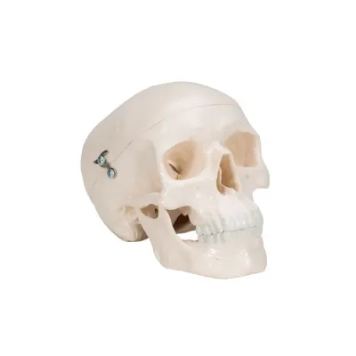 MODEL CRANIU UMAN MINI (3B)