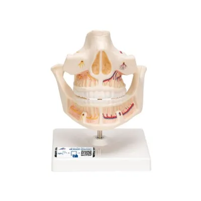 MODEL DANTURA ADULT(3B)