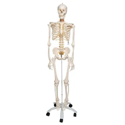 Model SCHELET FLEXIBIL