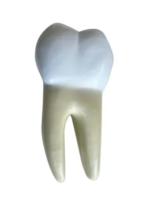 Model MOLAR INFERIOR, CU RADACINA DUBLA, 2 parti