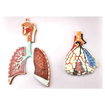 Model  Sistemul respirator, cu alveola mărită, relief (Q)