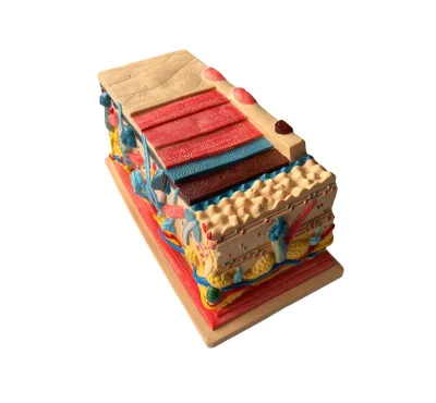 Model SECTIUNE PIELE, mărită de 105 ori (Q)