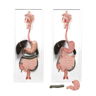 Model SISTEM DIGESTIV, relief (Q)
