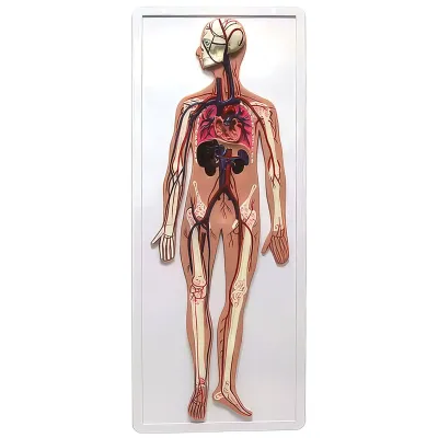 Model SISTEMUL CIRCULATOR , relief  (Q)