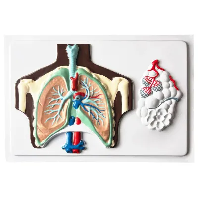 Model SISTEMUL RESPIRATOR UMAN, relief (Q)