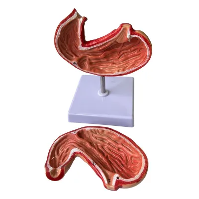 Model  stomac / Human  Stomach model
