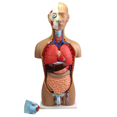 Model tors uman, mărime naturală, 36 părți detașabile, dual sex