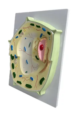 CELULA VEGETALA