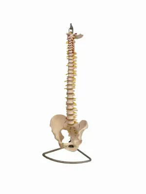 Model COLOANĂ VERTEBRALĂ FLEXIBILĂ, CU BAZIN, MARIME NATURALĂ