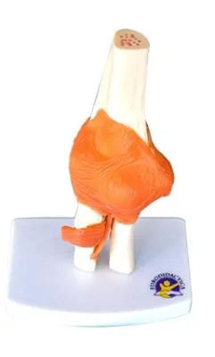 MULAJ COT SISTEM OSOS CU ARTICULATIE SI LIGAMENTE
