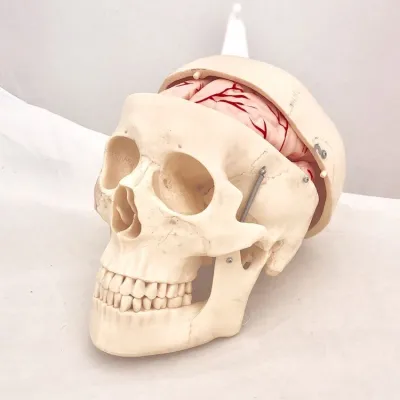 Model CRANIU CLASIC CU ENCEFAL, 8 parti