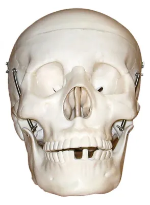 Model CRANIU, mărime naturală, din 3 parţi