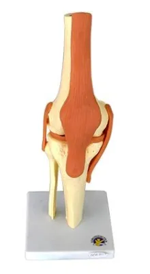 MULAJ GENUNCHI SISTEM OSOS CU ARTICULATIE SI LIGAMENTE
