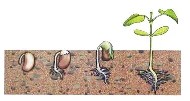 Model GERMINATIA FASOLEI 