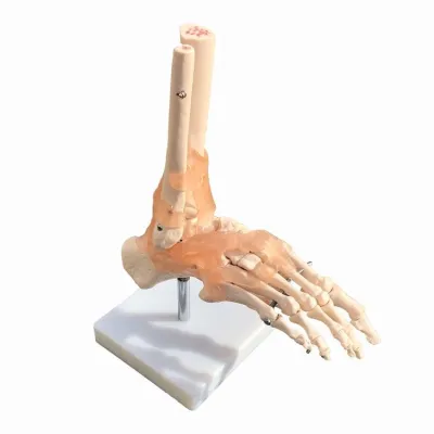 MULAJ LABA PICIORULUI SISTEM OSOS CU ARTICULATIE SI LIGAMENTE