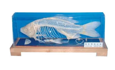 Model SCHELET DE PEŞTE (CARAS)