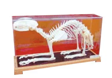 Model SCHELET DE PISICĂ
