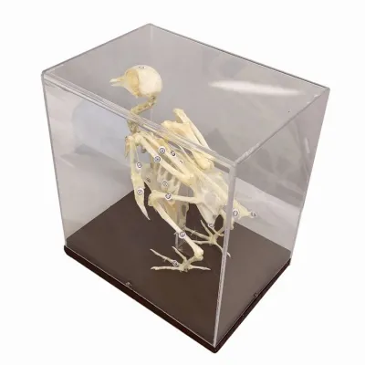 Model SCHELET DE PORUMBEL 