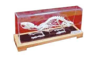 Model SCHELET DE ŞOBOLAN