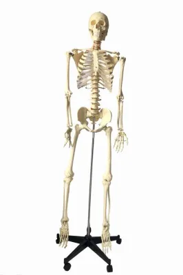Model SCHELET STANDART, 168 cm, montat pe stativ 