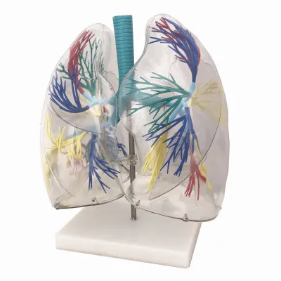 Model transparent PLĂMÂNI  CU TRAHEE