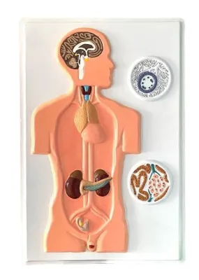 Modelul SISTEMUL ENDOCRIN, relief