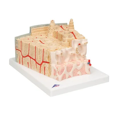 Model STRUCTURĂ OSOASĂ MICROANATOMICĂ, 1:80 