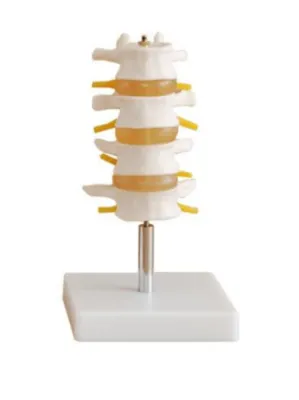 Model SECȚIUNE COLOANĂ VERTEBRALĂ CU 4 VERTEBRE  