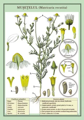Musetelul (Matricaria recutita) ( plansa 700x1000mm, cu sipci)