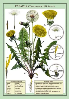 Papadia (Taraxucum officinale) ( plansa, 700x1000mm, cu sipci)