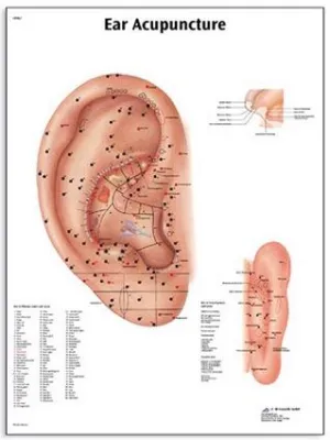 PLANSA ACUPUNCTURA URECHII(3B) 50X67 CM
