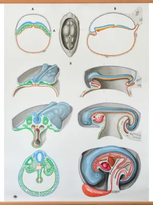 Plansa Embrinologie 84x120 cm