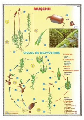 PLANSA GERMINATIA SEMINTELOR / MUȘCHII DUO