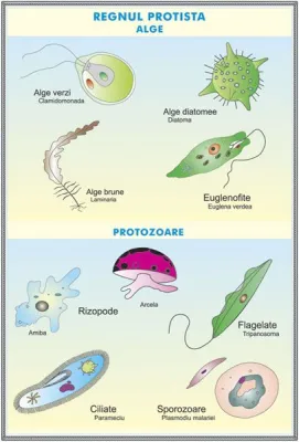 PLANSA GIMNOSPERMELE / REGNUL PROTISTA  DUO