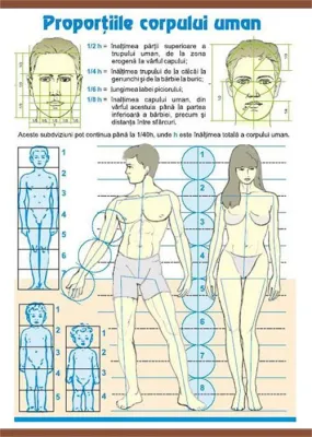 Proporţiile corpului uman/ Contrastele cromatice