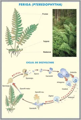 PLANSA RELATII TROFICE IN ECOSISTEME / FERIGA  DUO