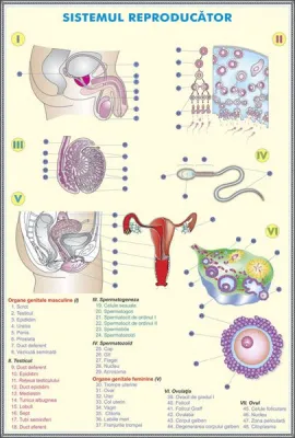 PLANSA SISTEMUL REPRODUCATOR LA OM / SISTEMUL REPRODUCATOR LA ANIMALE DUO